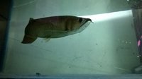 Aroana Fish