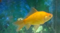 Gold Fish