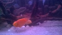 Parrot Fish