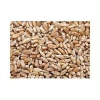 Wheat Seed