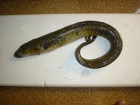 Fresh Water EEL Seafood