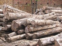 Timber Logs