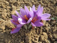 Kashmiri Saffron