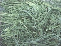Grass Hay