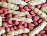 Groundnut Kernels