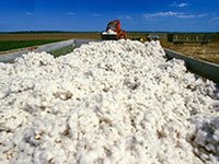 Raw Cottons