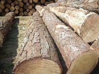 Southern Yellow Pine Logs