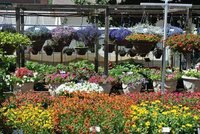 Horticulture Plants