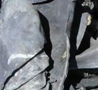 Lead Scrap