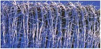 Barbed Iron Wire