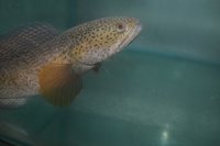 Ornamental Fish