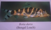 Botio Dario