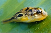 Red Green Dwarf Avenior Puffer