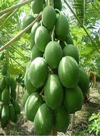 Papaya Plant