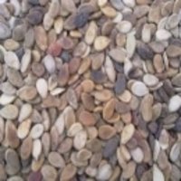 Watermelon Seeds