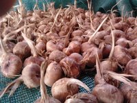 Saffron Bulbs And Corms