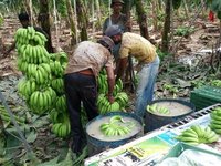 Bananas