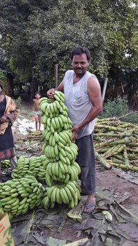 Fresh Green Cavendish Banana