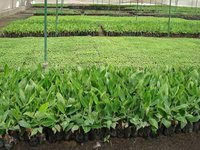 Fruit Seedlings