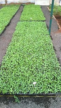 Vegetable Seedlings