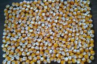 Yellow Maize Seeds