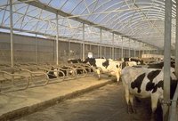 Dairy Loose Housing Shed