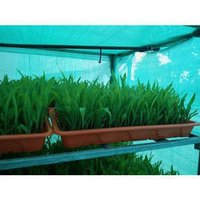 Green Fodder Harvestor