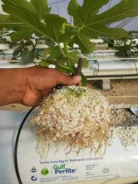 UV Protected Long Grow Bag
