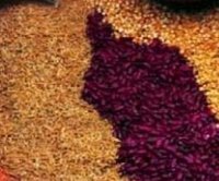 Indian Spices