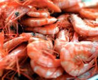 Prawns