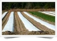 Non Woven Crop Cover