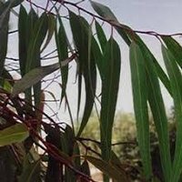 Eucalyptus Citriodora Oil