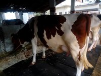 HF Cows