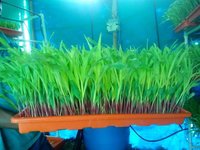 Hydroponic Fodder Machines