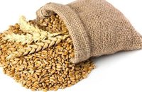 Organic Wheat Grain