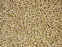 Barley Grain
