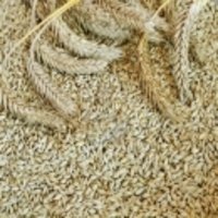 Whole Barley Grain