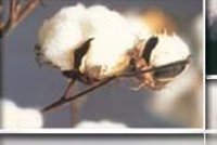 Cotton Balls