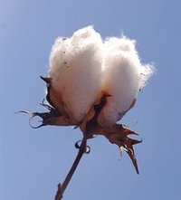 Raw Cotton