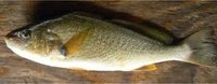 Croakers Fish