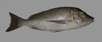 Emperor Fish
