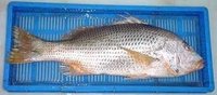 White Snapper Fish