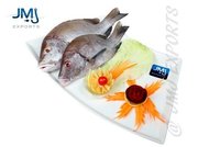 Blubber Lip Snapper Fish