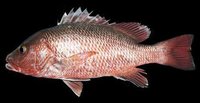 Red Snapper
