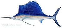 Sail Fish