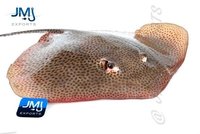 Sting Ray