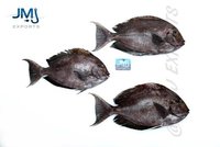 Surgeon Fish