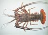Tasty And Healthy Sea Lobsters