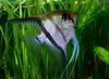 Angel Fish