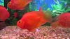 Parrot Fish